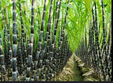 Sugar Cane  (ऊस)