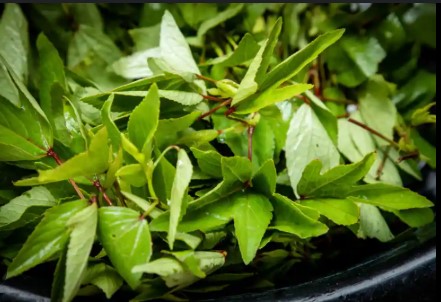 Roselle leaves  (अंबाडी/गोंगुरा)