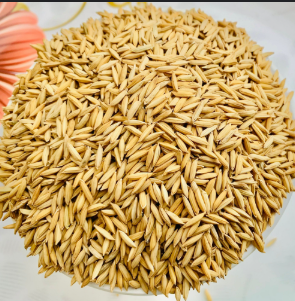 paddy Rice / भात