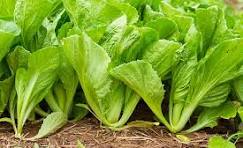 Mustard Greens (मोहरीची भाजी)