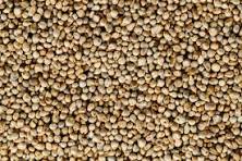 Pearl Millet  (Bajra) (बाजरी)
