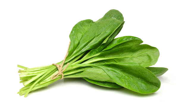 Spinach (पालक)