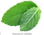 Basil (तुळस)
