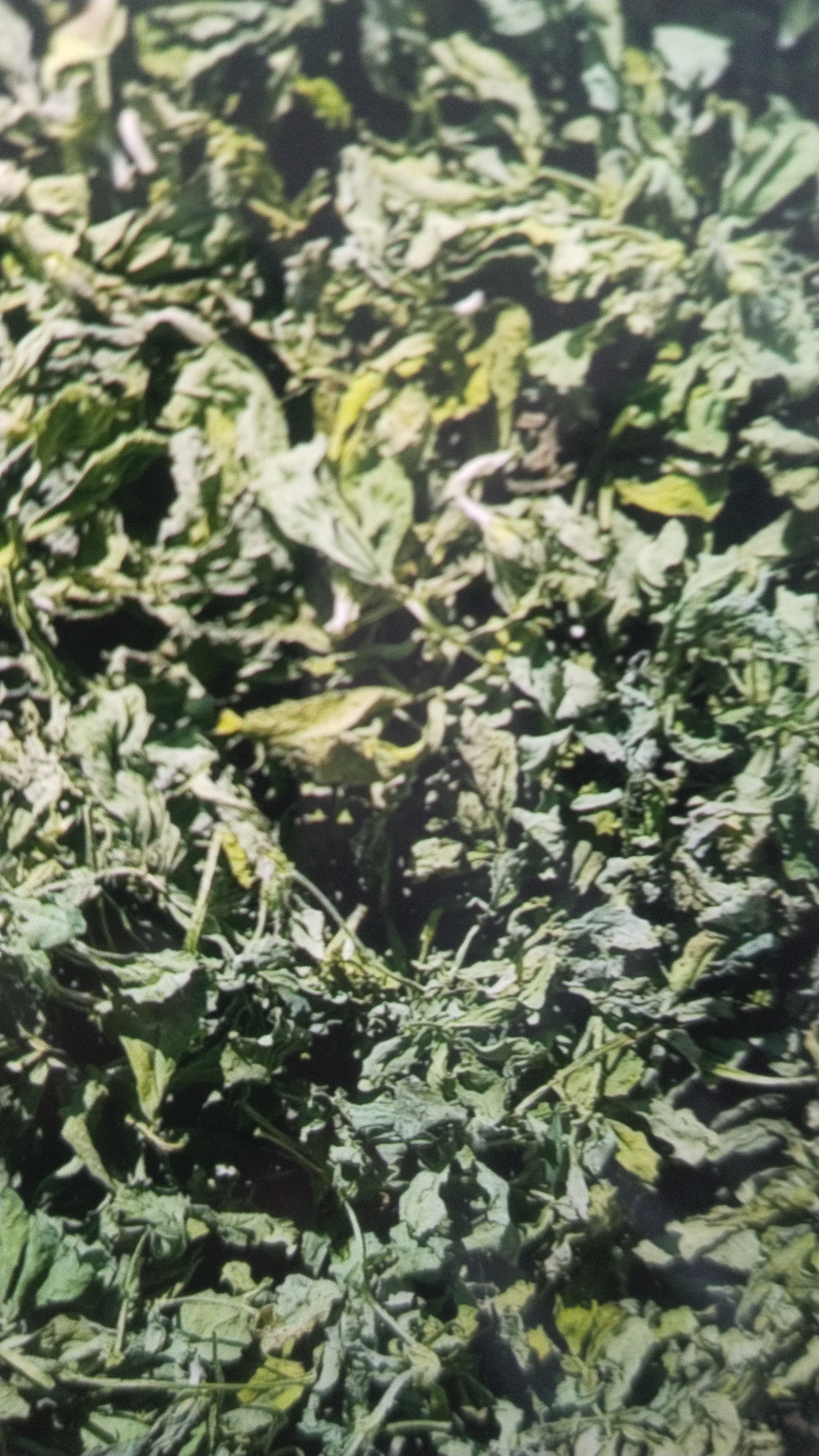Crop Image